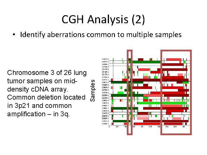 CGH Analysis (2) Chromosome 3 of 26 lung tumor samples on middensity c. DNA CGH Analysis (2) Chromosome 3 of 26 lung tumor samples on middensity c. DNA