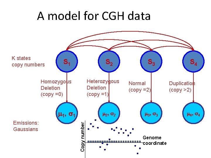 A model for CGH data K states copy numbers S 1 S 2 Heterozygous