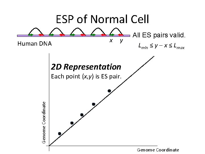 ESP of Normal Cell Human DNA x y All ES pairs valid. Lmin ≤ ESP of Normal Cell Human DNA x y All ES pairs valid. Lmin ≤