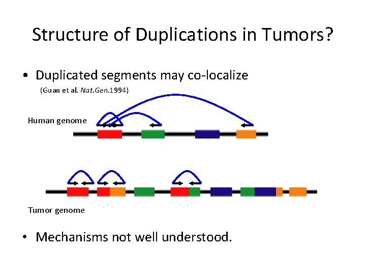 Structure of Duplications in Tumors? • Duplicated segments may co-localize (Guan et al. Nat.