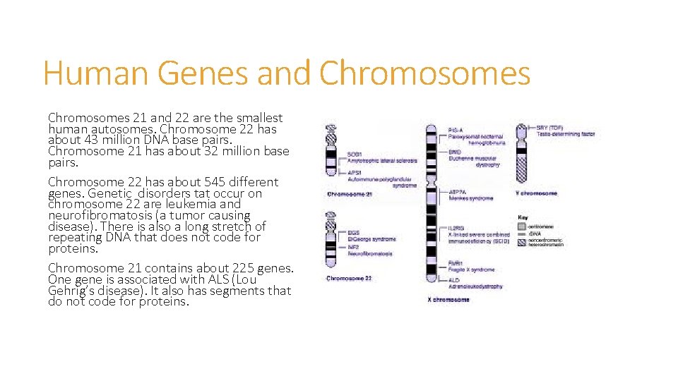 Human Genes and Chromosomes 21 and 22 are the smallest human autosomes. Chromosome 22 Human Genes and Chromosomes 21 and 22 are the smallest human autosomes. Chromosome 22