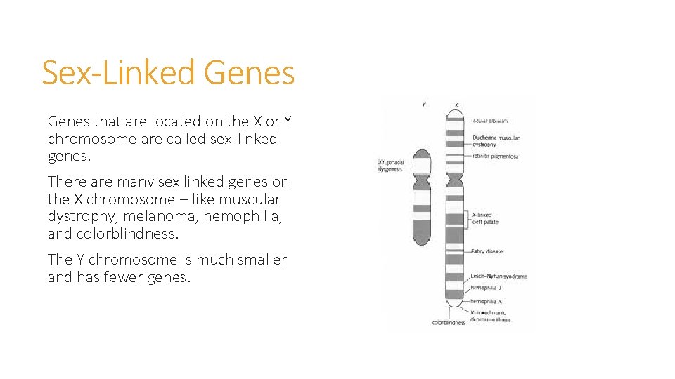 Sex-Linked Genes that are located on the X or Y chromosome are called sex-linked Sex-Linked Genes that are located on the X or Y chromosome are called sex-linked