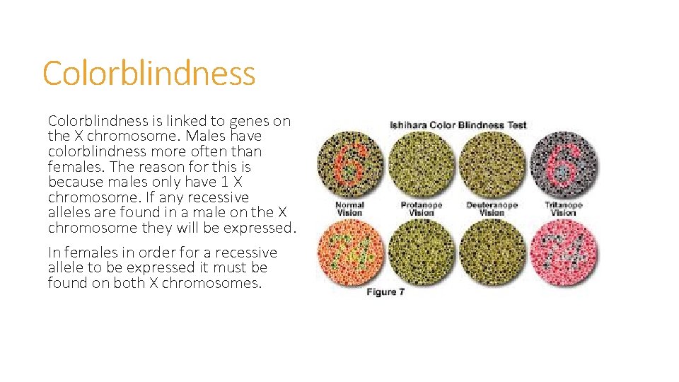 Colorblindness is linked to genes on the X chromosome. Males have colorblindness more often Colorblindness is linked to genes on the X chromosome. Males have colorblindness more often