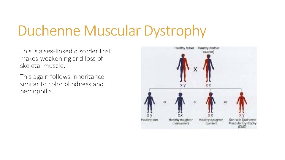 Duchenne Muscular Dystrophy This is a sex-linked disorder that makes weakening and loss of Duchenne Muscular Dystrophy This is a sex-linked disorder that makes weakening and loss of