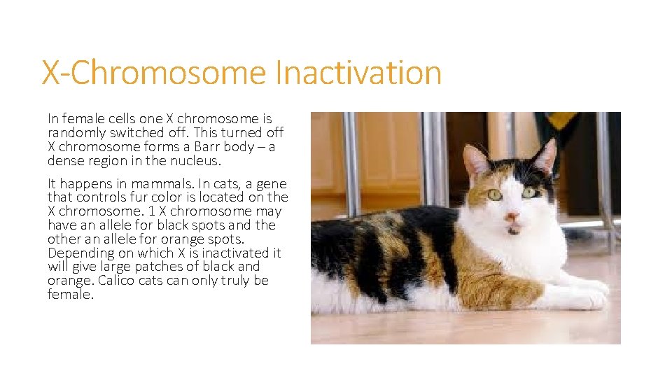 X-Chromosome Inactivation In female cells one X chromosome is randomly switched off. This turned X-Chromosome Inactivation In female cells one X chromosome is randomly switched off. This turned