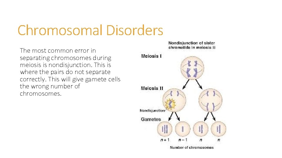 Chromosomal Disorders The most common error in separating chromosomes during meiosis is nondisjunction. This Chromosomal Disorders The most common error in separating chromosomes during meiosis is nondisjunction. This