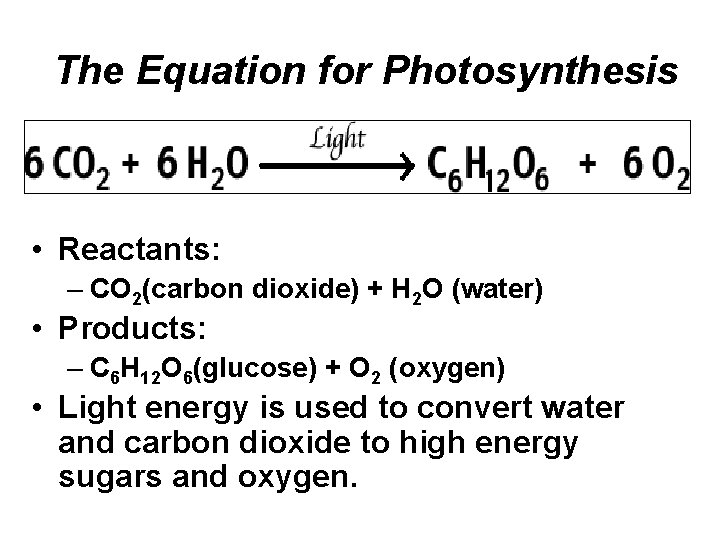 The Equation for Photosynthesis • Reactants: – CO 2(carbon dioxide) + H 2 O
