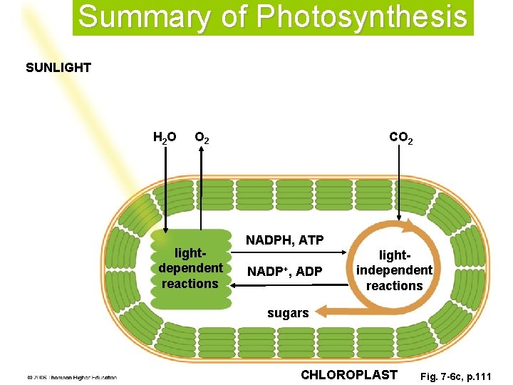 Summary of Photosynthesis SUNLIGHT H 2 O O 2 lightdependent reactions CO 2 NADPH,