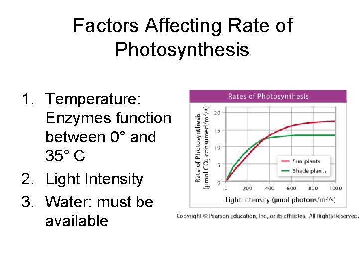 Factors Affecting Rate of Photosynthesis 1. Temperature: Enzymes function between 0° and 35° C