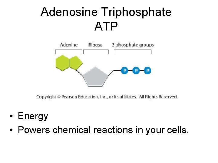 Adenosine Triphosphate ATP • Energy • Powers chemical reactions in your cells. 
