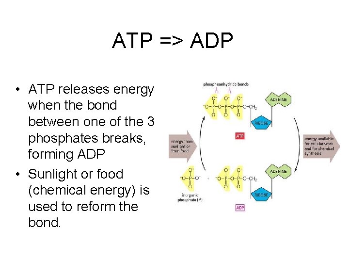 Adp atp