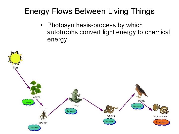 Energy Flows Between Living Things • Photosynthesis-process by which autotrophs convert light energy to