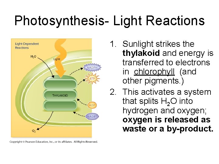 Photosynthesis- Light Reactions 1. Sunlight strikes the thylakoid and energy is transferred to electrons