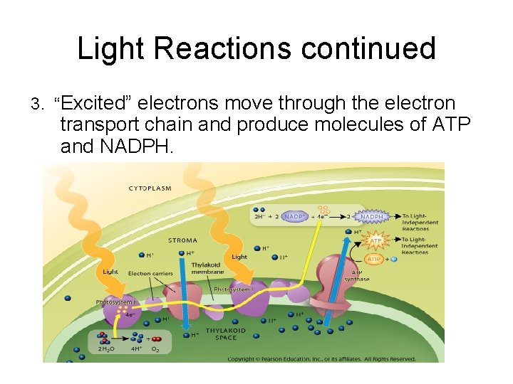 Light Reactions continued 3. “Excited” electrons move through the electron transport chain and produce