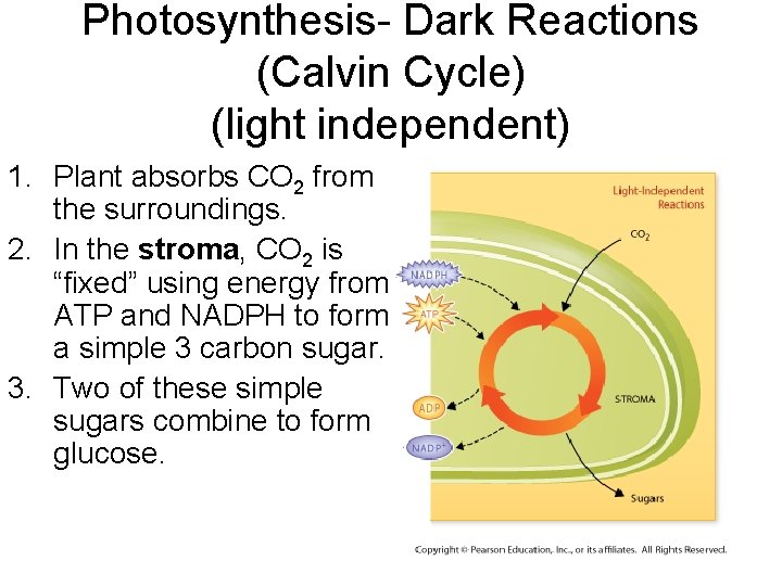 Photosynthesis- Dark Reactions (Calvin Cycle) (light independent) 1. Plant absorbs CO 2 from the