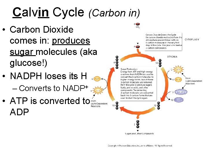 Calvin Cycle (Carbon in) • Carbon Dioxide comes in: produces sugar molecules (aka glucose!)