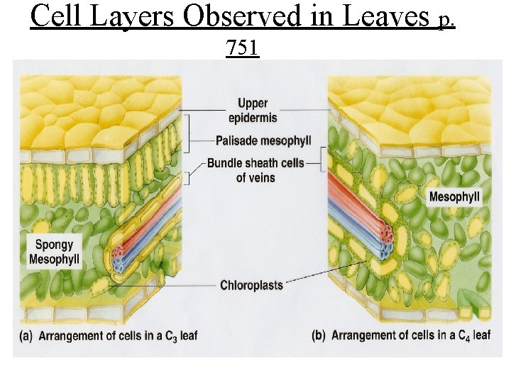 Cell Layers Observed in Leaves p. 751 Cell Layers Observed in Leaves p. 751
