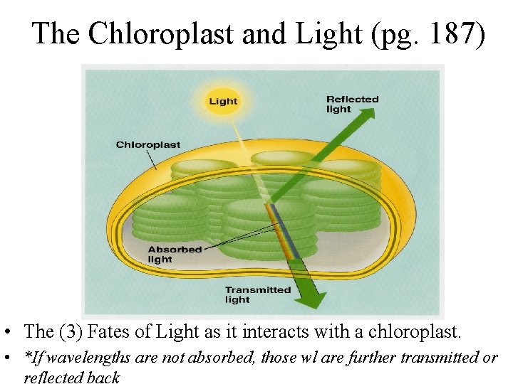 The Chloroplast and Light (pg. 187) • The (3) Fates of Light as it The Chloroplast and Light (pg. 187) • The (3) Fates of Light as it