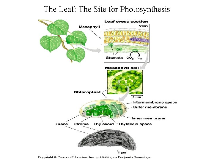 The Leaf: The Site for Photosynthesis The Leaf: The Site for Photosynthesis