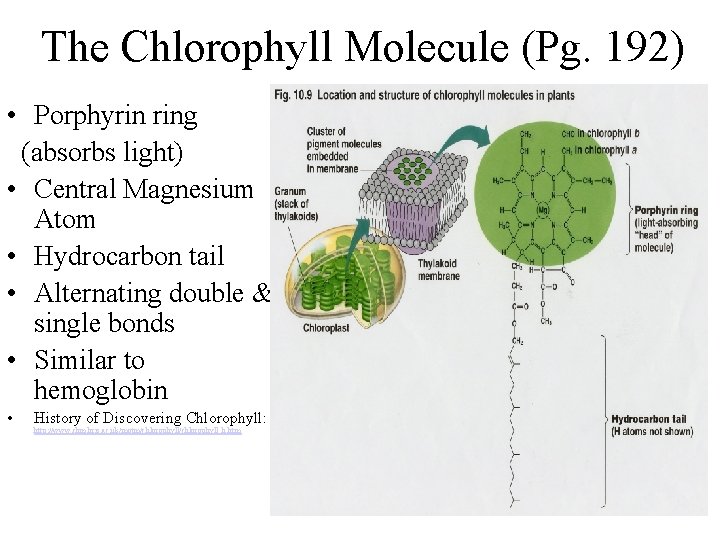 The Chlorophyll Molecule (Pg. 192) • Porphyrin ring (absorbs light) • Central Magnesium Atom The Chlorophyll Molecule (Pg. 192) • Porphyrin ring (absorbs light) • Central Magnesium Atom