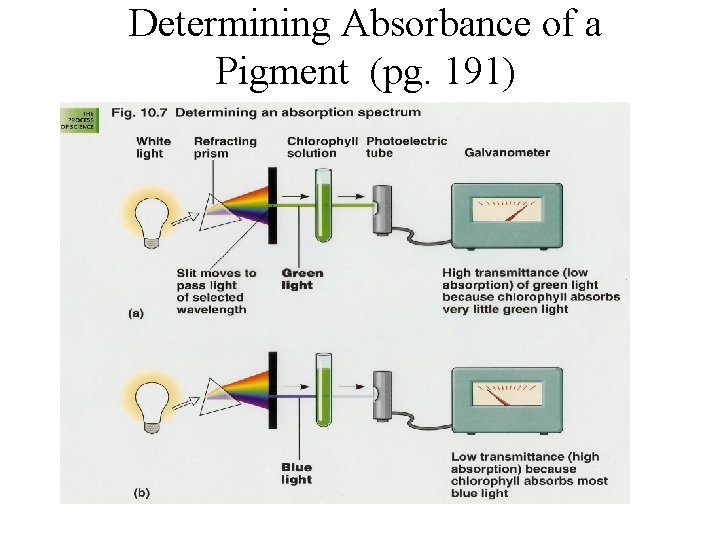 Determining Absorbance of a Pigment (pg. 191) Determining Absorbance of a Pigment (pg. 191)