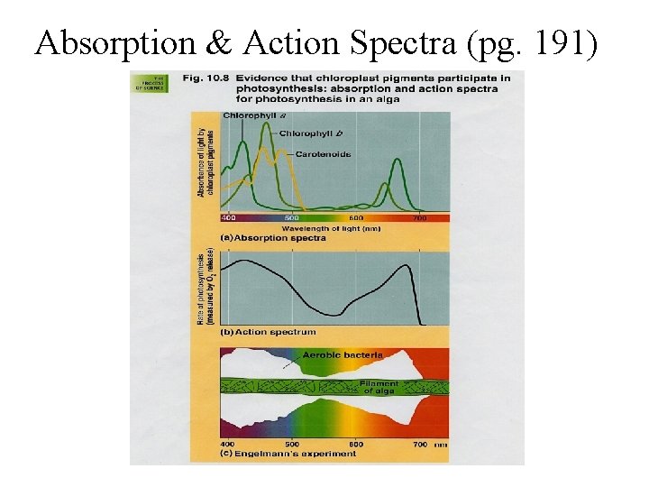 Absorption & Action Spectra (pg. 191) Absorption & Action Spectra (pg. 191)