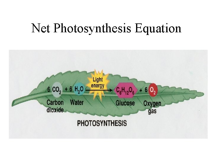 Net Photosynthesis Equation Net Photosynthesis Equation