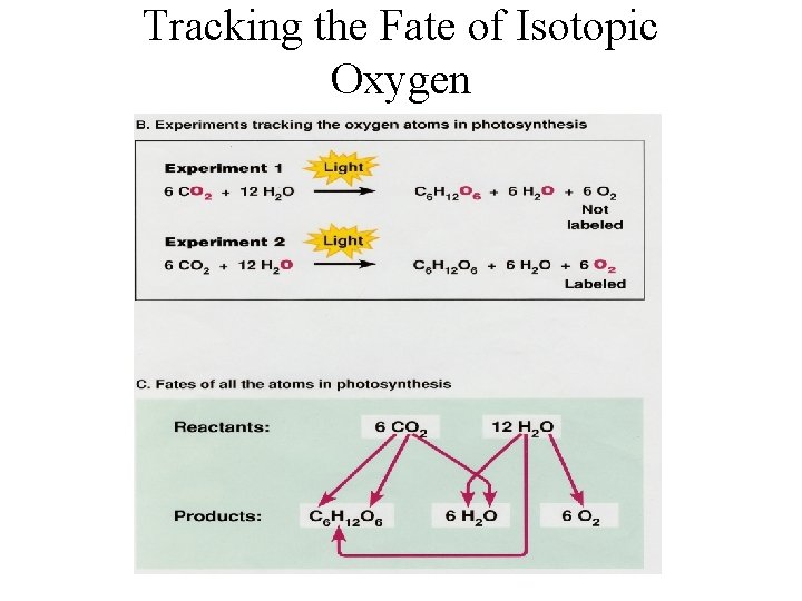Tracking the Fate of Isotopic Oxygen Tracking the Fate of Isotopic Oxygen
