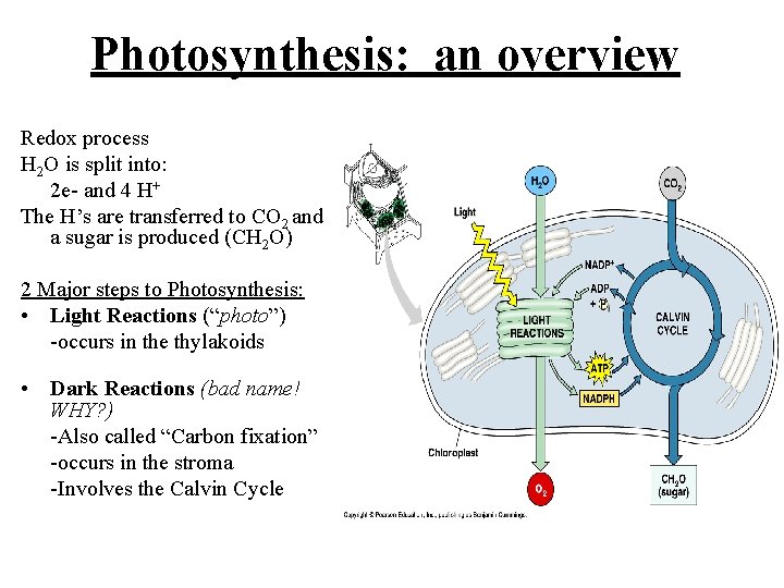 Photosynthesis: an overview Redox process H 2 O is split into: 2 e- and Photosynthesis: an overview Redox process H 2 O is split into: 2 e- and
