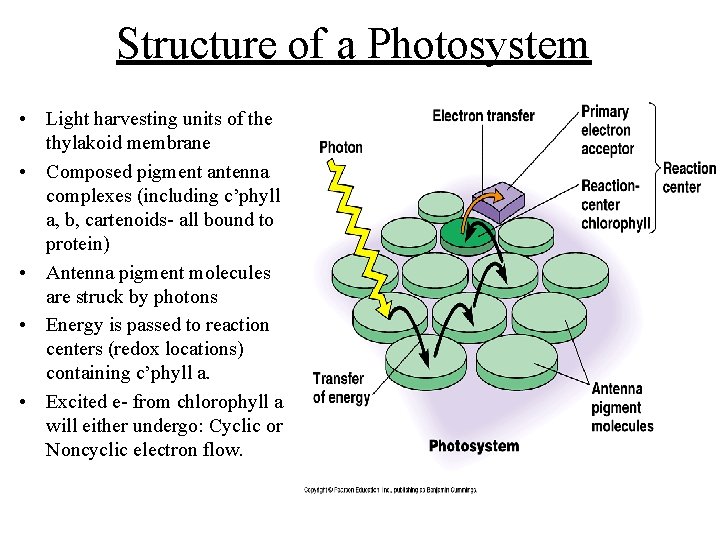 Structure of a Photosystem • Light harvesting units of the thylakoid membrane • Composed Structure of a Photosystem • Light harvesting units of the thylakoid membrane • Composed