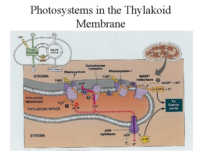Photosystems in the Thylakoid Membrane Photosystems in the Thylakoid Membrane