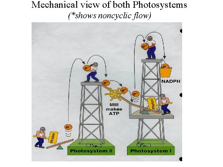 Mechanical view of both Photosystems (*shows noncyclic flow) Mechanical view of both Photosystems (*shows noncyclic flow)