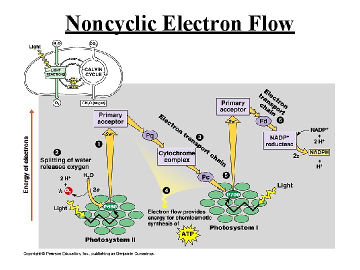 Noncyclic Electron Flow Noncyclic Electron Flow