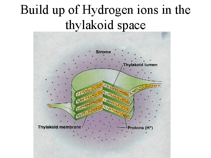 Build up of Hydrogen ions in the thylakoid space Build up of Hydrogen ions in the thylakoid space