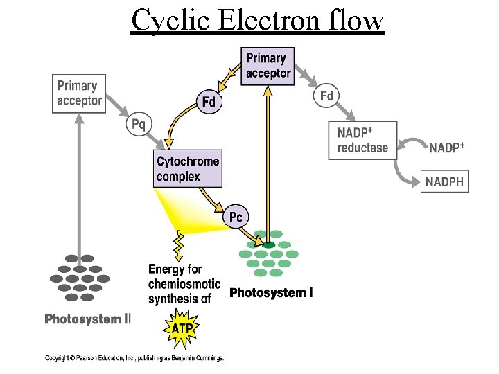 Cyclic Electron flow Cyclic Electron flow