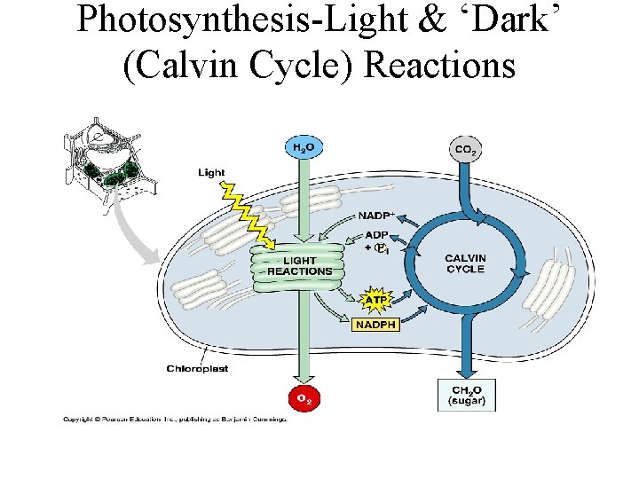 Photosynthesis-Light & ‘Dark’ (Calvin Cycle) Reactions Photosynthesis-Light & ‘Dark’ (Calvin Cycle) Reactions