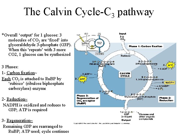 The Calvin Cycle-C 3 pathway *Overall ‘output’ for 1 glucose: 3 molecules of CO The Calvin Cycle-C 3 pathway *Overall ‘output’ for 1 glucose: 3 molecules of CO