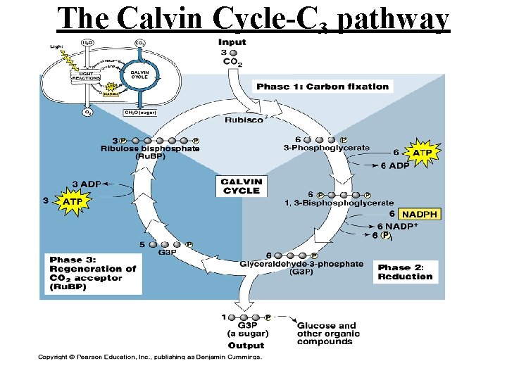 The Calvin Cycle-C 3 pathway The Calvin Cycle-C 3 pathway