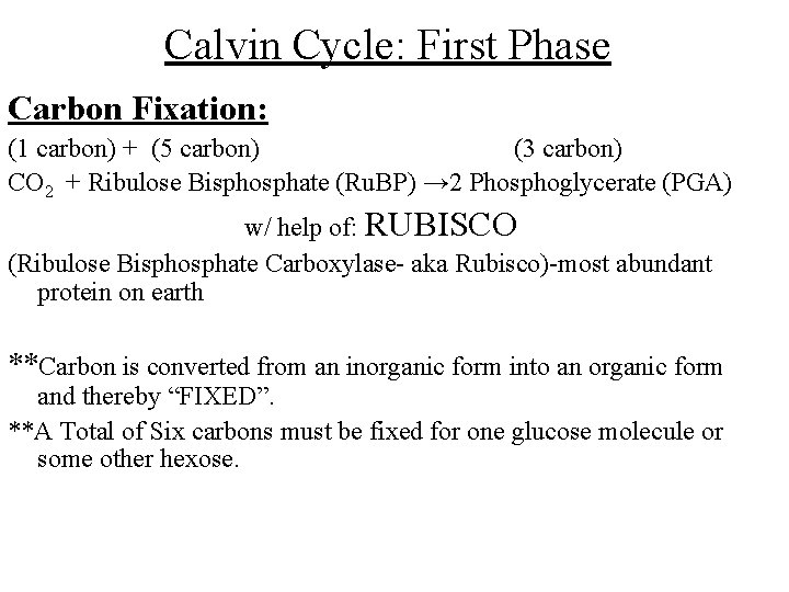 Calvin Cycle: First Phase Carbon Fixation: (1 carbon) + (5 carbon) (3 carbon) CO Calvin Cycle: First Phase Carbon Fixation: (1 carbon) + (5 carbon) (3 carbon) CO