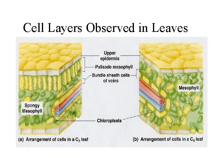 Cell Layers Observed in Leaves Cell Layers Observed in Leaves