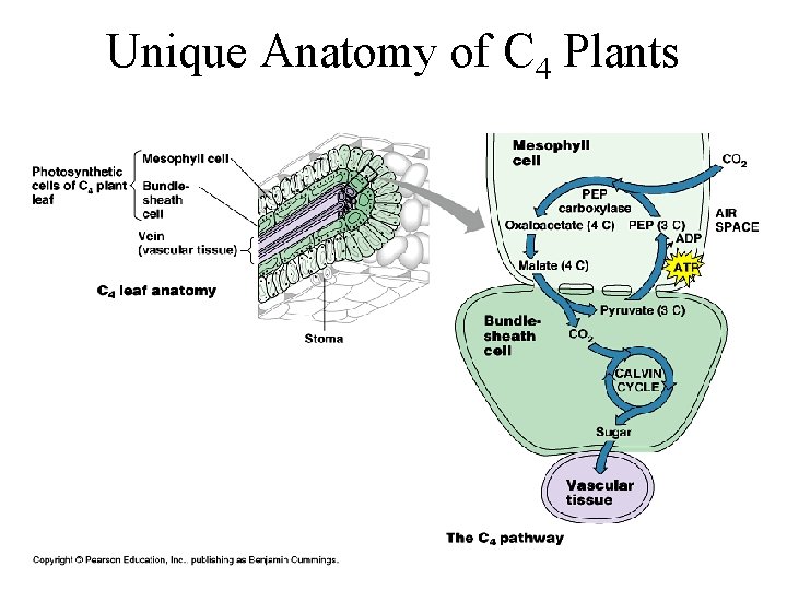Unique Anatomy of C 4 Plants Unique Anatomy of C 4 Plants