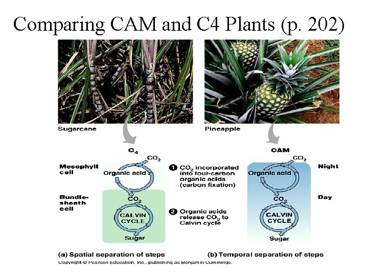 Comparing CAM and C 4 Plants (p. 202) Comparing CAM and C 4 Plants (p. 202)