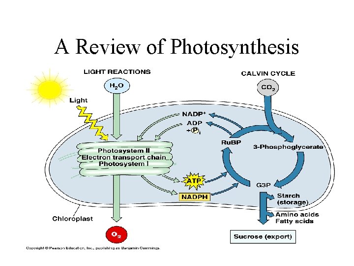 A Review of Photosynthesis A Review of Photosynthesis