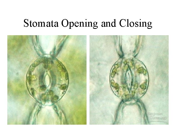 Stomata Opening and Closing Stomata Opening and Closing