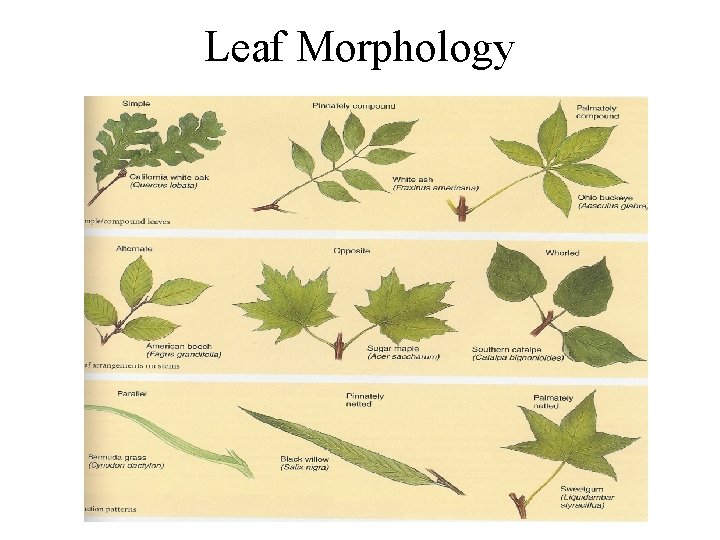 Leaf Morphology Leaf Morphology