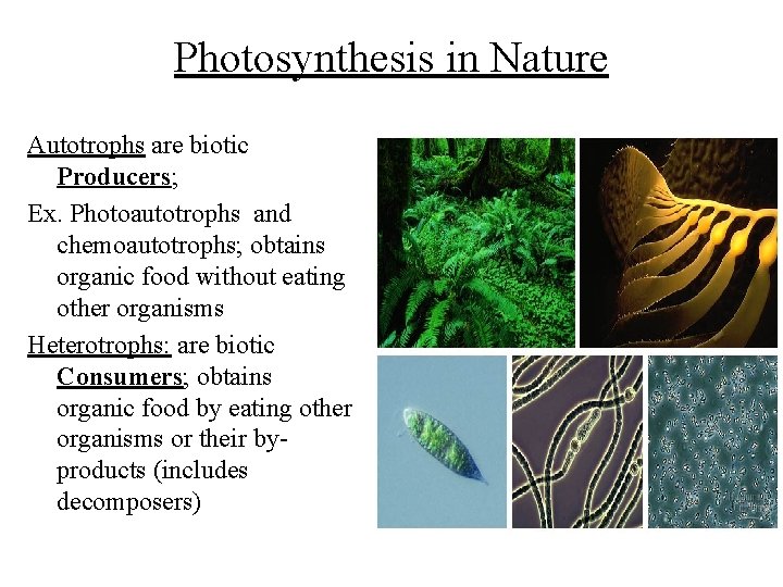 Photosynthesis in Nature Autotrophs are biotic Producers; Ex. Photoautotrophs and chemoautotrophs; obtains organic food Photosynthesis in Nature Autotrophs are biotic Producers; Ex. Photoautotrophs and chemoautotrophs; obtains organic food