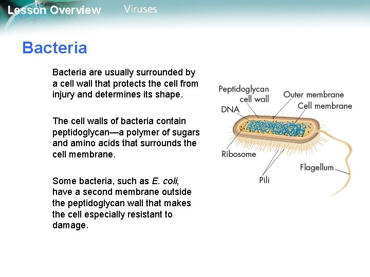 Lesson Overview Viruses Bacteria are usually surrounded by a cell wall that protects the