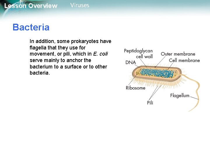 Lesson Overview Viruses Bacteria In addition, some prokaryotes have flagella that they use for