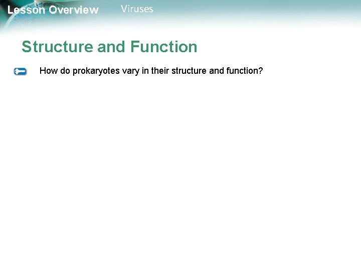 Lesson Overview Viruses Structure and Function How do prokaryotes vary in their structure and