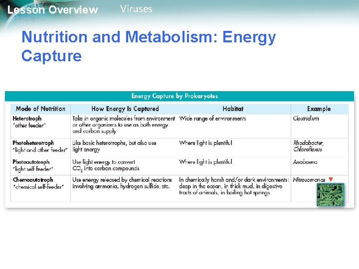 Lesson Overview Viruses Nutrition and Metabolism: Energy Capture 